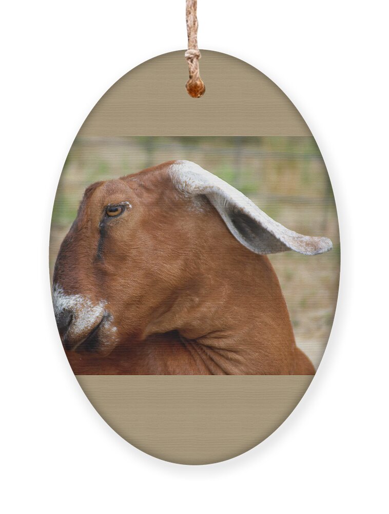 Goat Ornament featuring the photograph Nubian Goat by Flinn Hackett