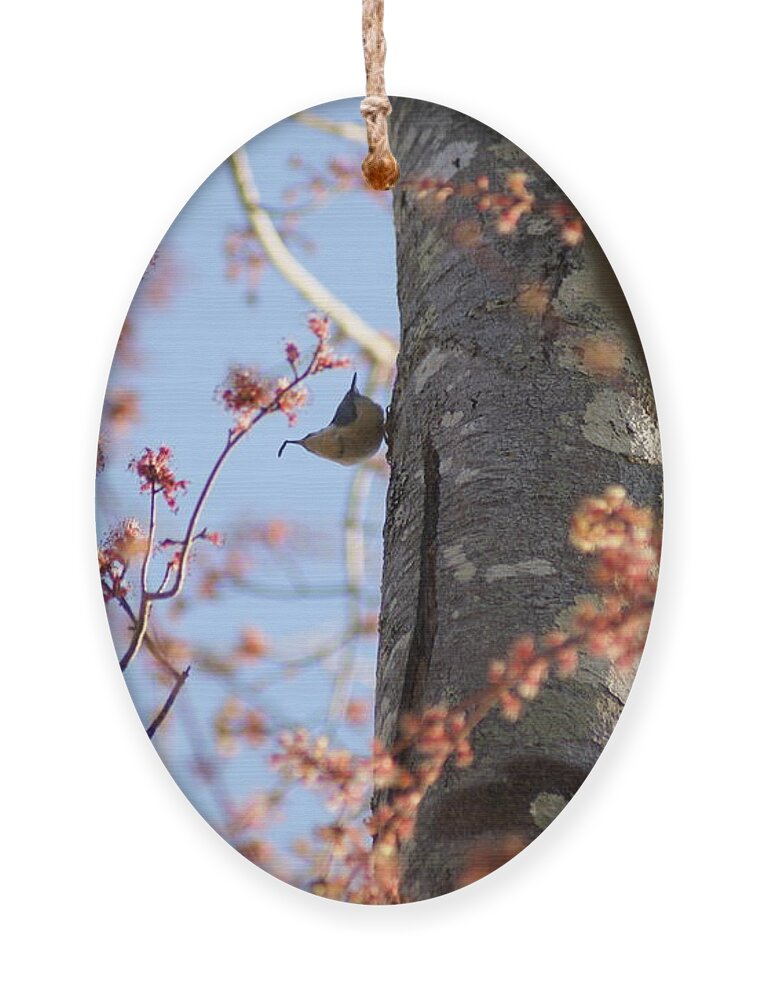  Ornament featuring the photograph Nuthatch Treat by Heather E Harman