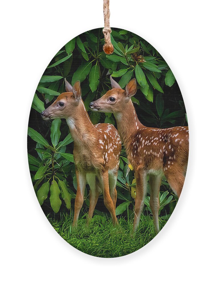Deer Ornament featuring the photograph Oh, deer... We have been spotted. by Shelia Hunt