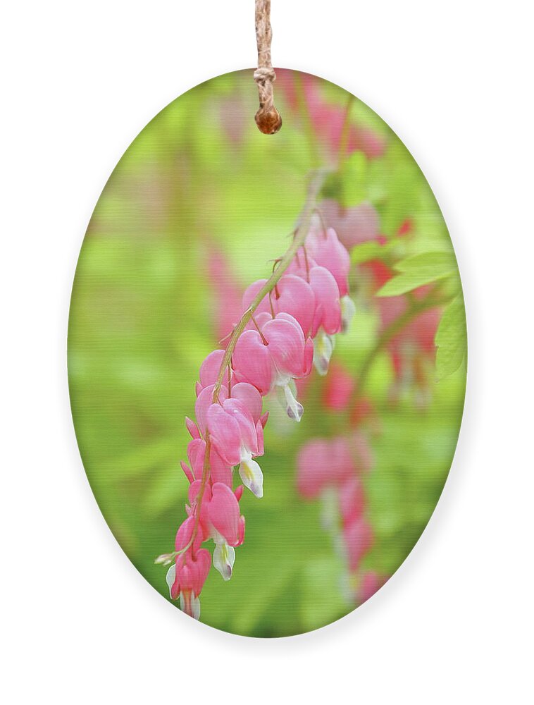 Plant Ornament featuring the photograph Oh My Bleeding Heart by Lens Art Photography By Larry Trager