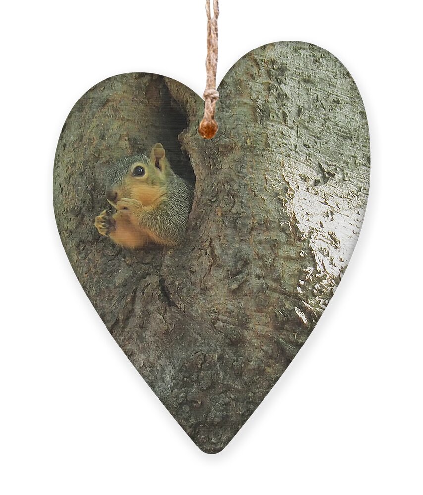 Squirrel Ornament featuring the photograph Oh my Who Are You by C Winslow Shafer