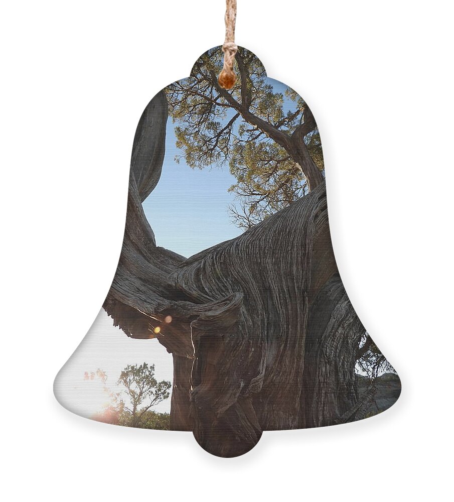Juniper Ornament featuring the photograph Old Twisted Juniper 3 by Amanda R Wright