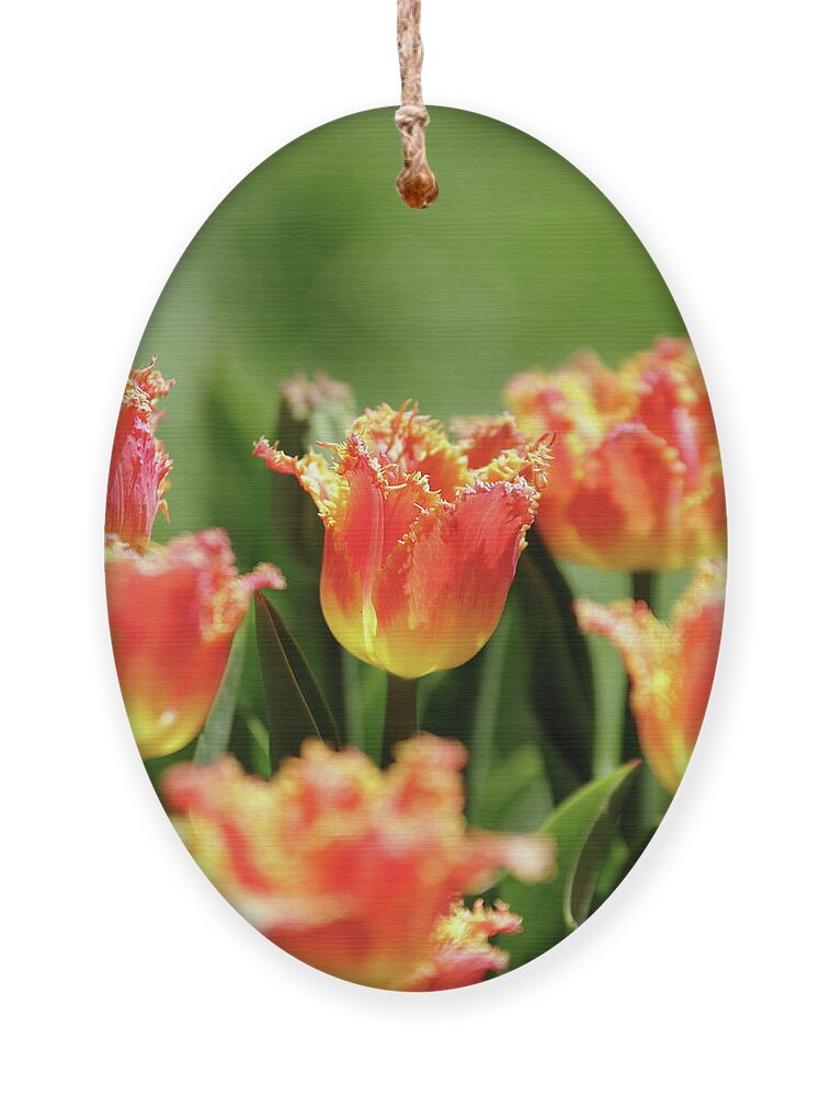 Nature Ornament featuring the photograph On Fire by Lens Art Photography By Larry Trager