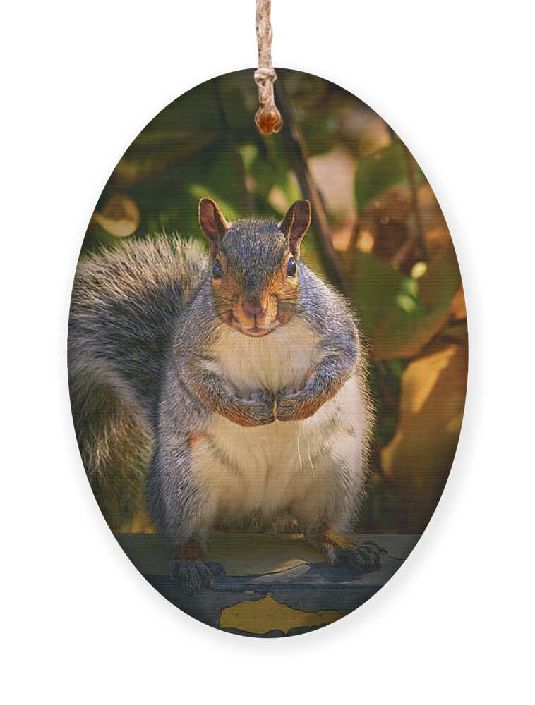 One Gray Squirrel Ornament featuring the photograph One Gray Squirrel by Bob Orsillo