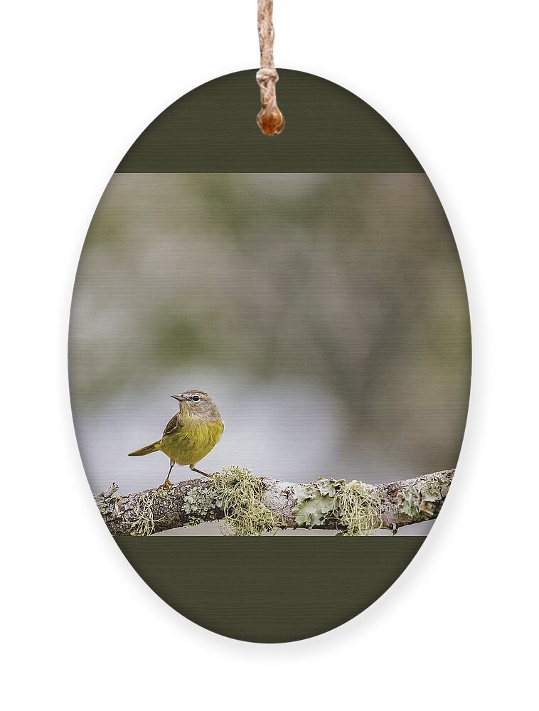 Orange-crowned Warbler Ornament featuring the photograph Orange-Crowned Warbler by Cheri Freeman
