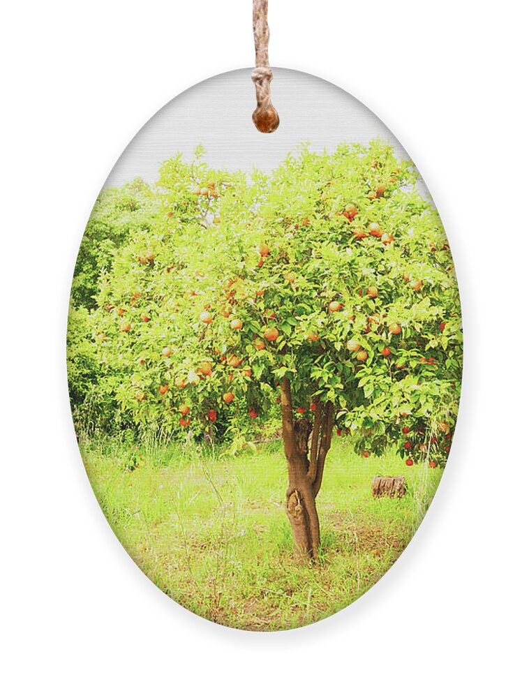 Orange Ornament featuring the photograph Orange Garden by Anastasy Yarmolovich