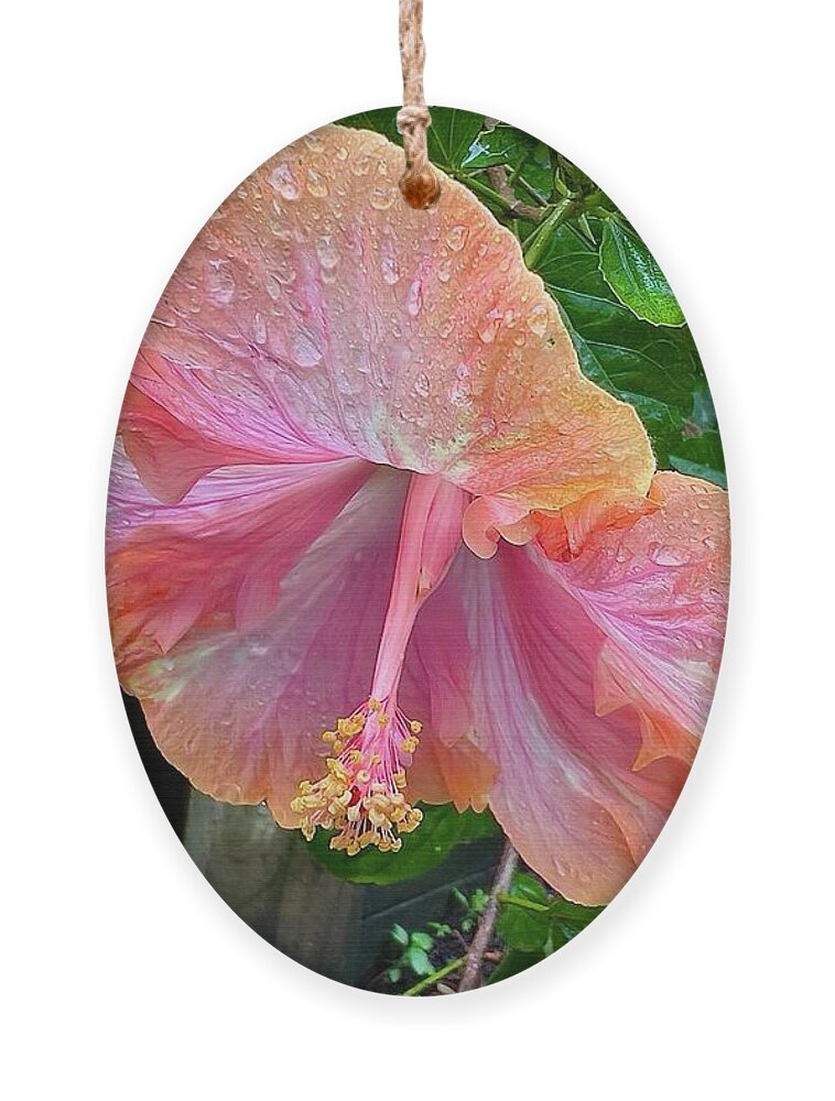 Hibiscus Ornament featuring the photograph Orange hibiscus by Sheila Smart Fine Art Photography