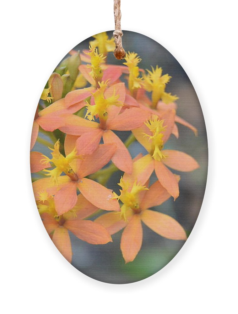 Kauai Ornament featuring the photograph Orange Yellow Flowers by Amy Fose