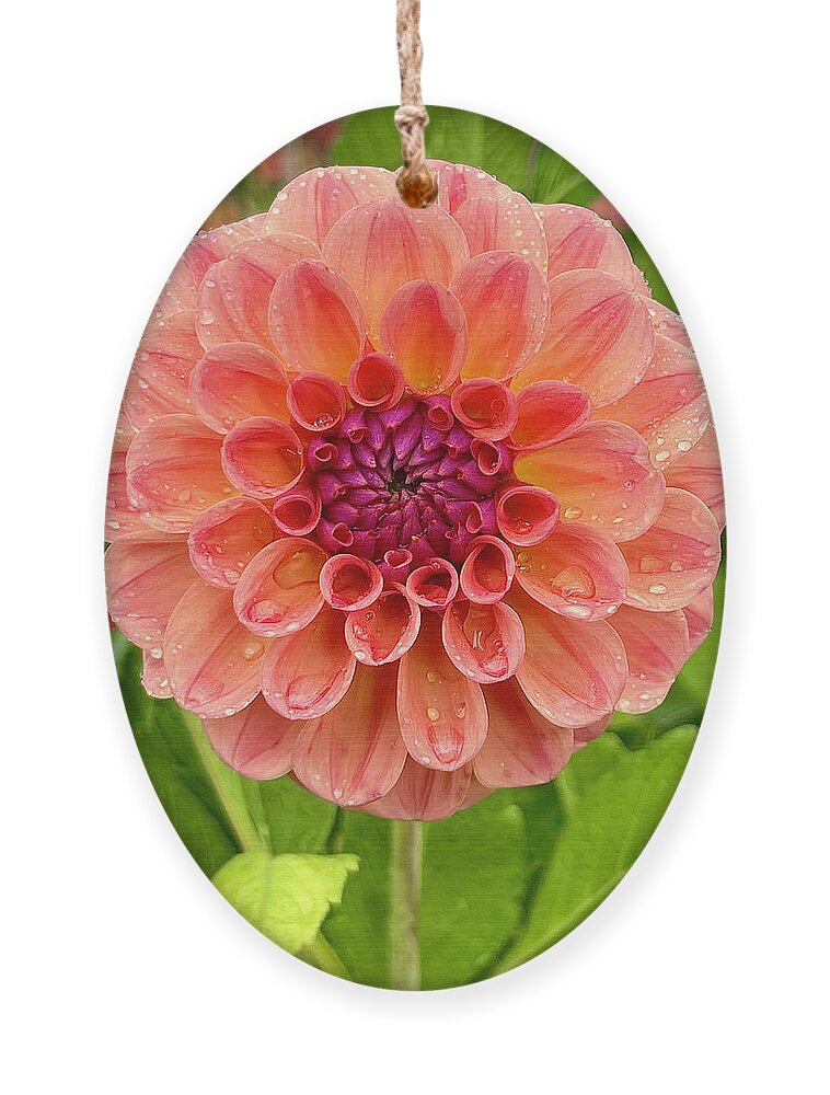 Dahlia Ornament featuring the photograph Orangish by Brian Eberly