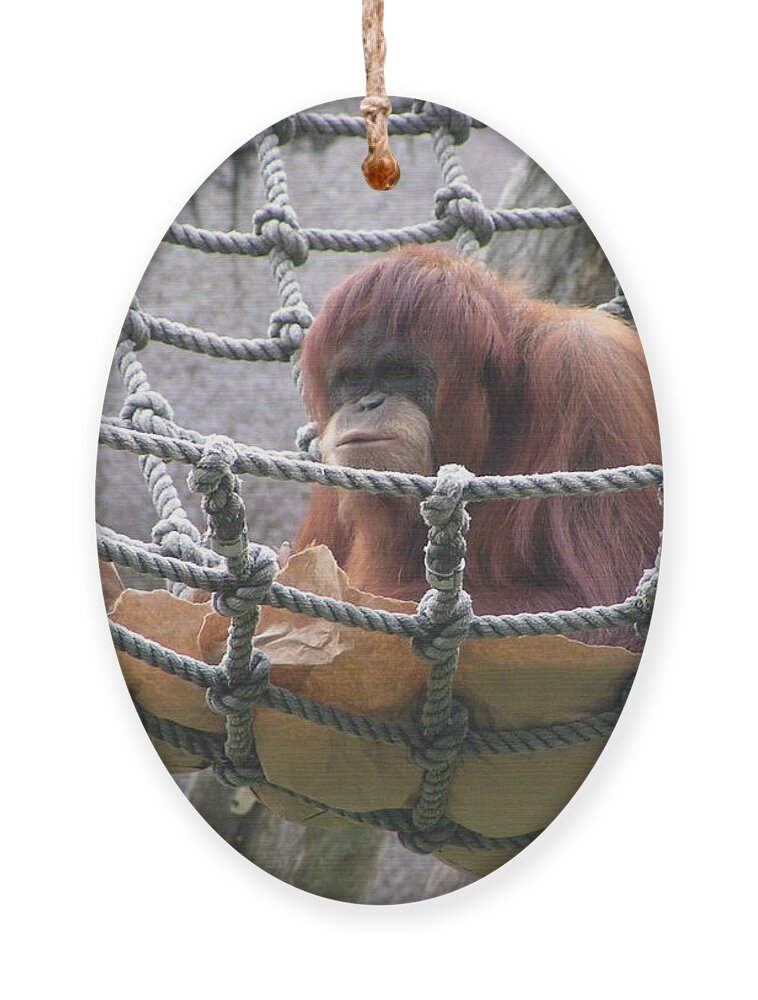 Audubon Zoo Ornament featuring the photograph Orangutan by Heather E Harman
