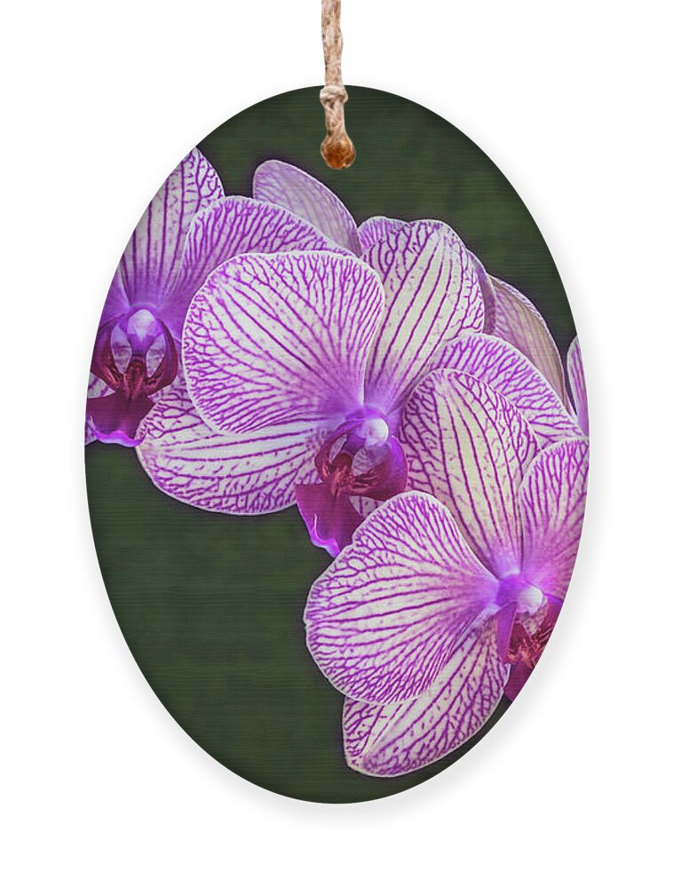 Orchid Ornament featuring the photograph Orchid Flowers With Purple Stripes by Elvira Peretsman