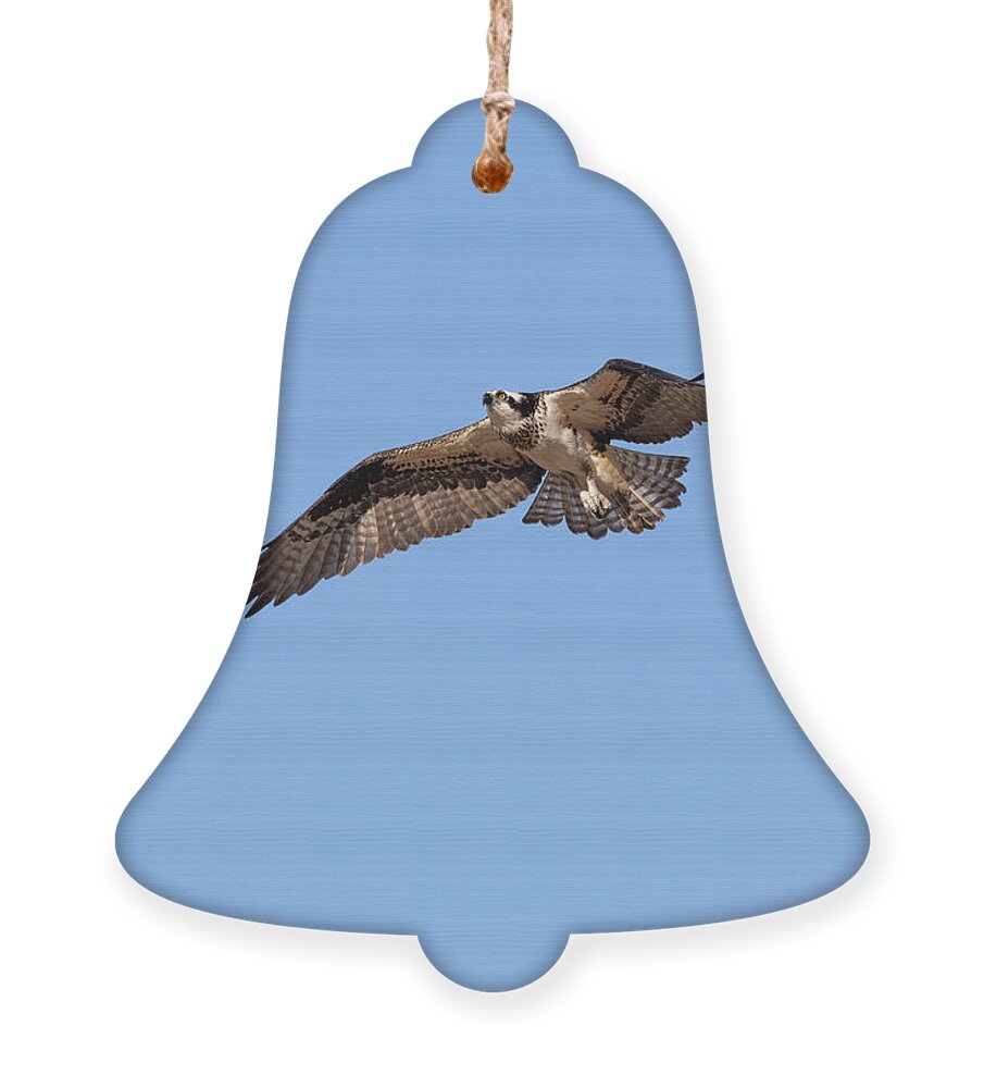 Osprey Ornament featuring the photograph Osprey 2022-1 by Thomas Young