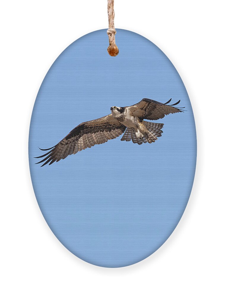 Osprey Ornament featuring the photograph Osprey 2022-1 by Thomas Young