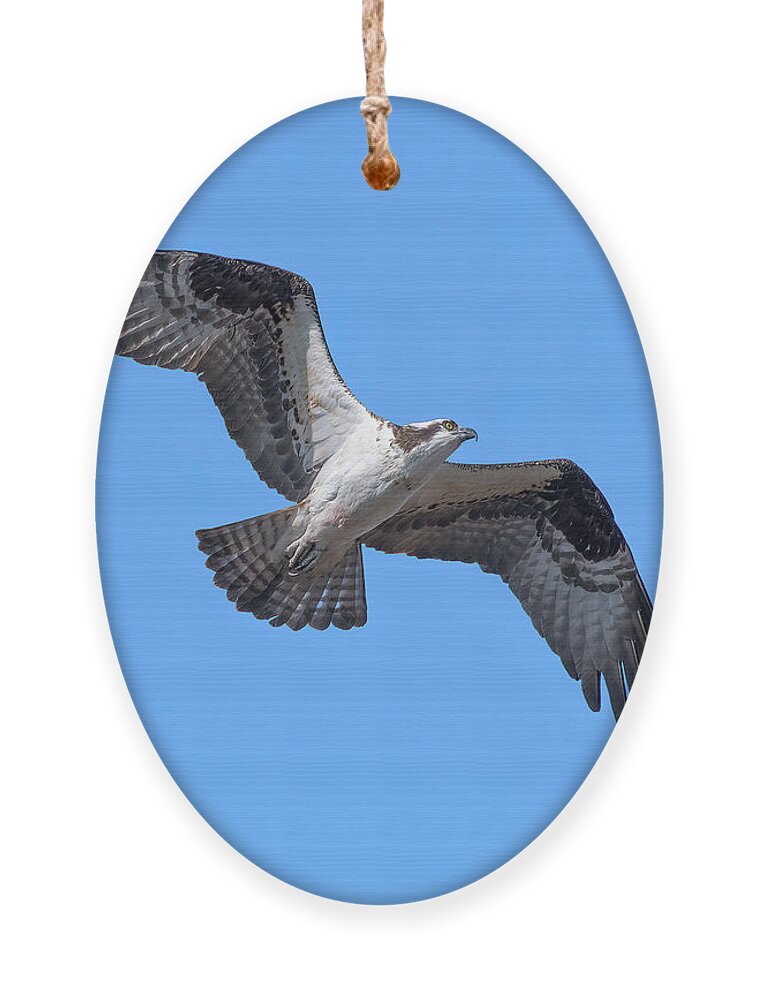 Nature Ornament featuring the photograph Osprey in Flight DRB0282 by Gerry Gantt