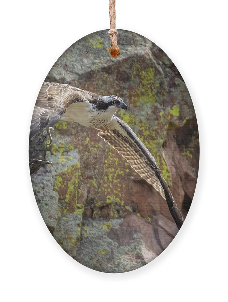 Bird Species Ornament featuring the photograph Osprey in Flight Over Waterton Canyon by Steven Krull