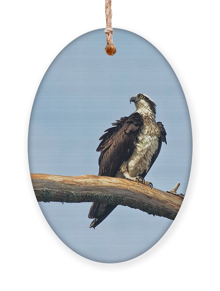 Osprey Ornament featuring the photograph Osprey Perched Above White Oak River in the Croatan by Bob Decker