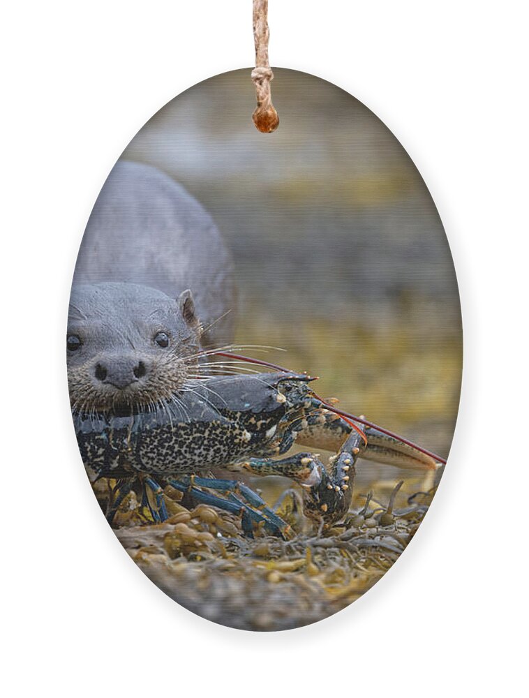 Eurasian Ornament featuring the photograph Otter Bringing Ashore A Lobster by Pete Walkden