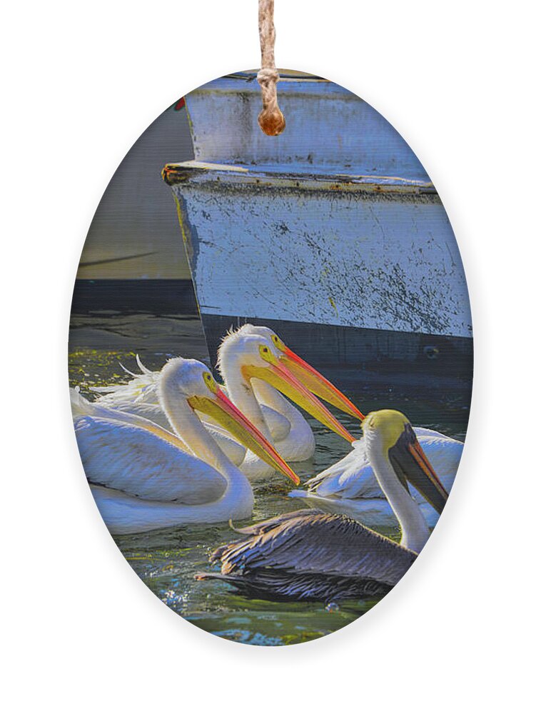 White Pelicans Ornament featuring the photograph Out Shopping by Alison Belsan Horton