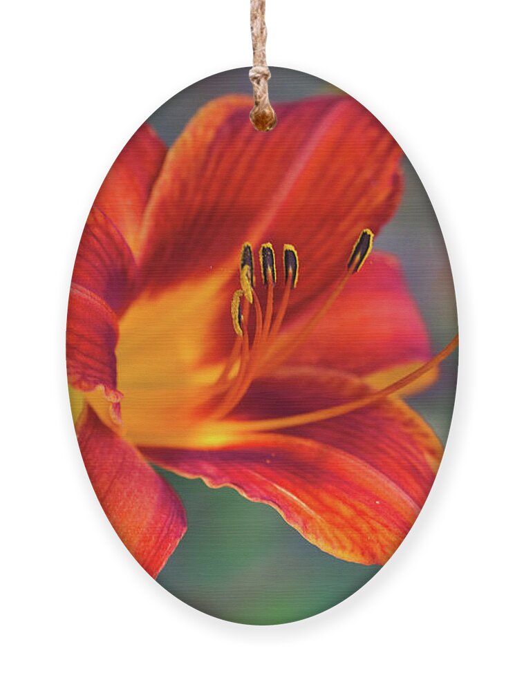 Daylily Ornament featuring the photograph Outspoken Colorful Daylily by Kathy Clark