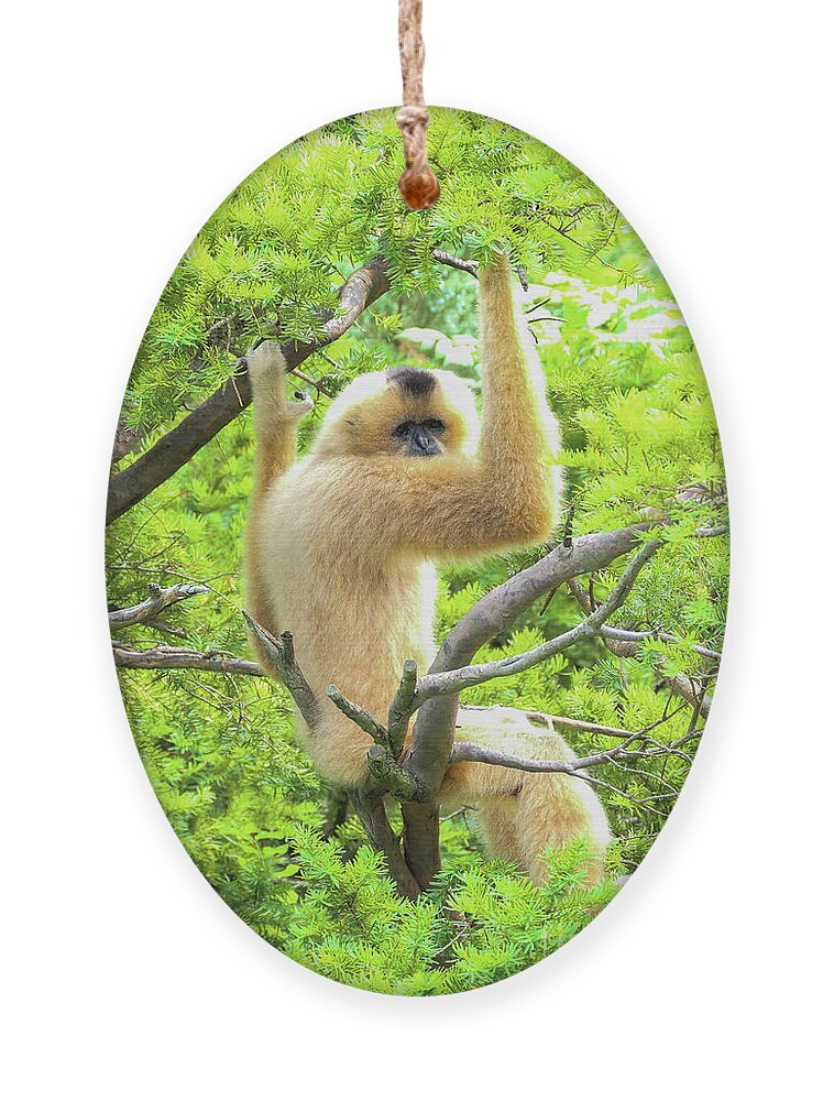 Gibbon Ornament featuring the photograph Over the shoulder look by Bentley Davis