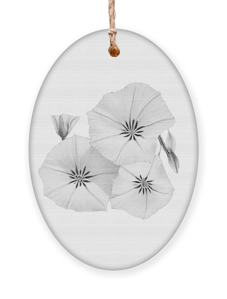 Paint A Sketch Ornament featuring the digital art Paint A Sketch Morning Glories September Flower by Delynn Addams