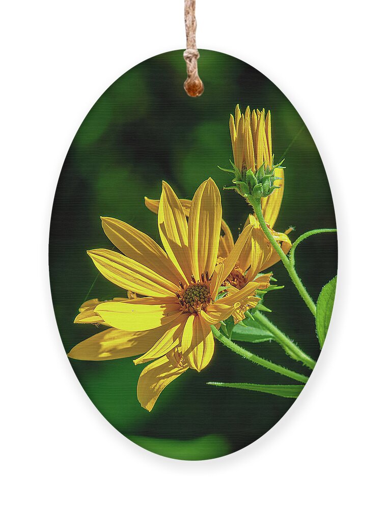 Aster Family Ornament featuring the photograph Pale-leaved Sunflower DFL1223 by Gerry Gantt