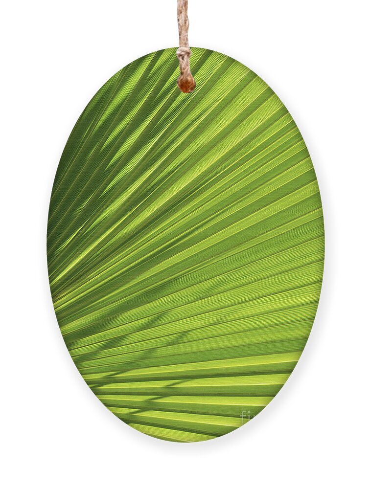 Palm Leaf Ornament featuring the photograph Palm leaf with light and shadow 1 by Adriana Mueller