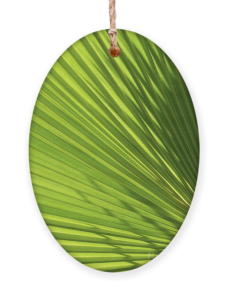 Palm Leaf Ornament featuring the photograph Palm leaf with light and shadow 2 by Adriana Mueller