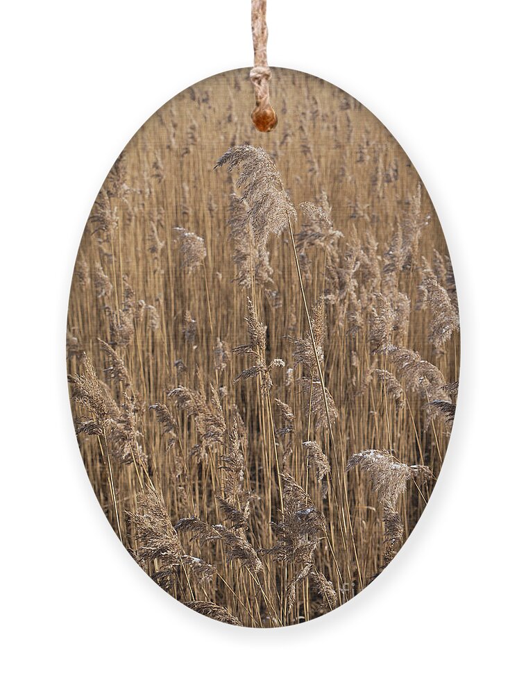 Earth Tones Ornament featuring the photograph Pampas grass on the shore of a lake 1 by Adriana Mueller