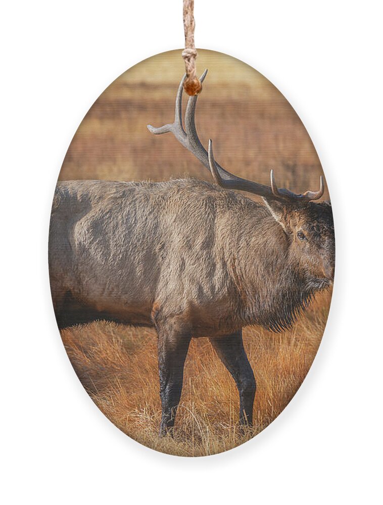 Colorado Ornament featuring the photograph Papa Bull by Darren White