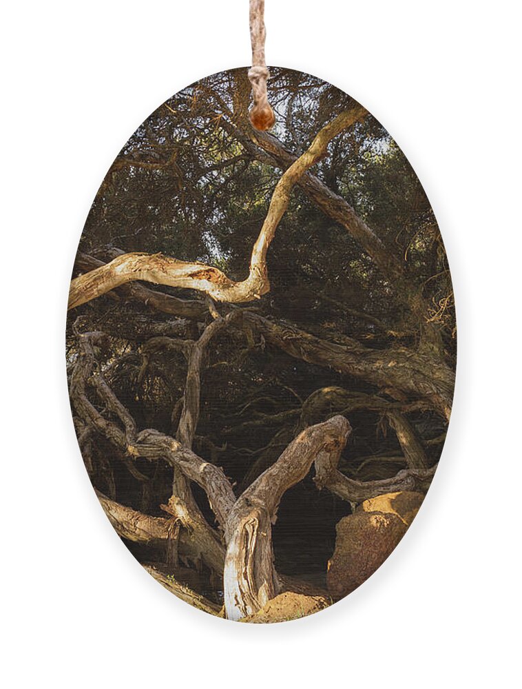 Tree Ornament featuring the photograph Paperbark Trees by Elaine Teague