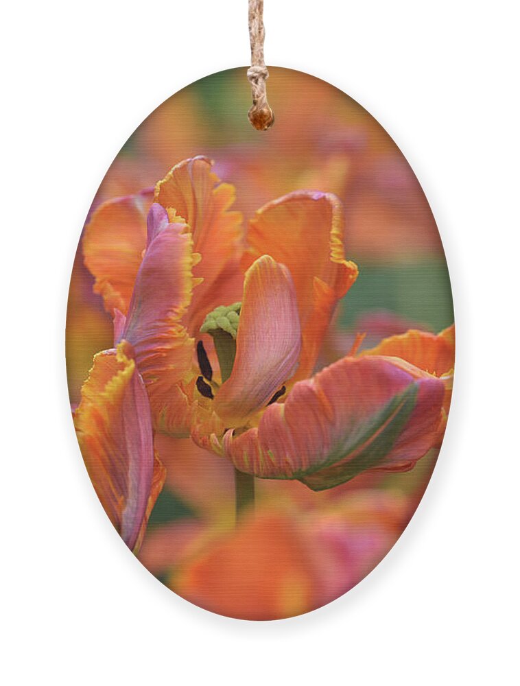 Jenny Rainbow Fine Art Photography Ornament featuring the photograph Parrot Tulip Blumex by Jenny Rainbow