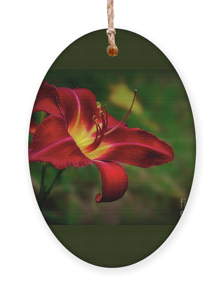 Blossom Ornament featuring the photograph Passion for Red Daylily by Shelia Hunt
