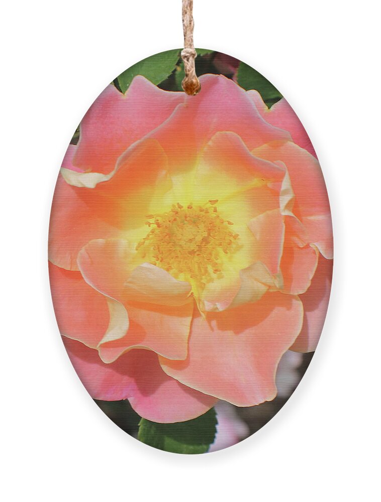 Pastel Ornament featuring the photograph Pastel Sunset Rose by Kathy Pope