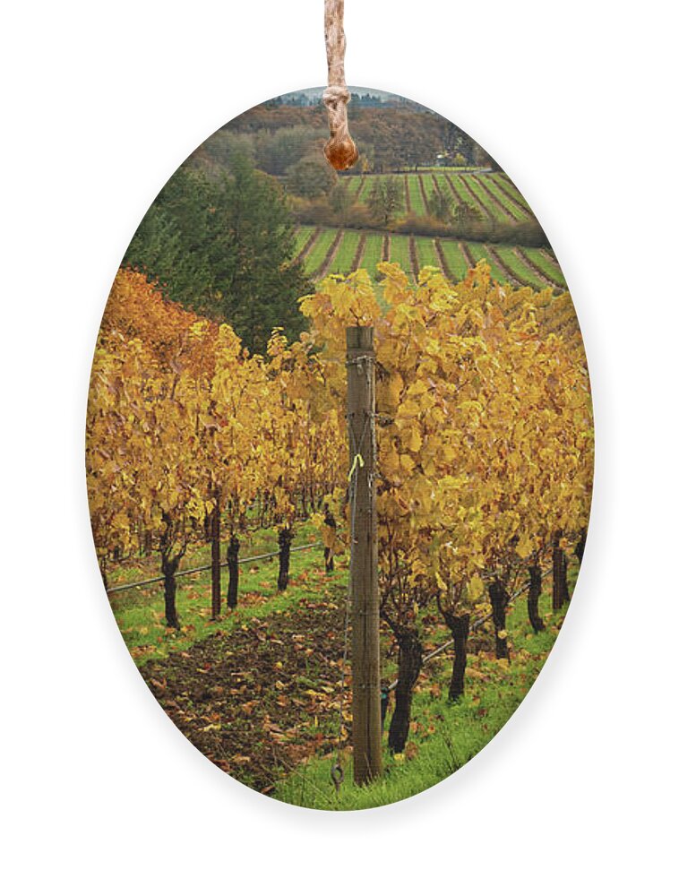 Vineyard Ornament featuring the photograph Patterns of Fall in the Vineyard by Leslie Struxness