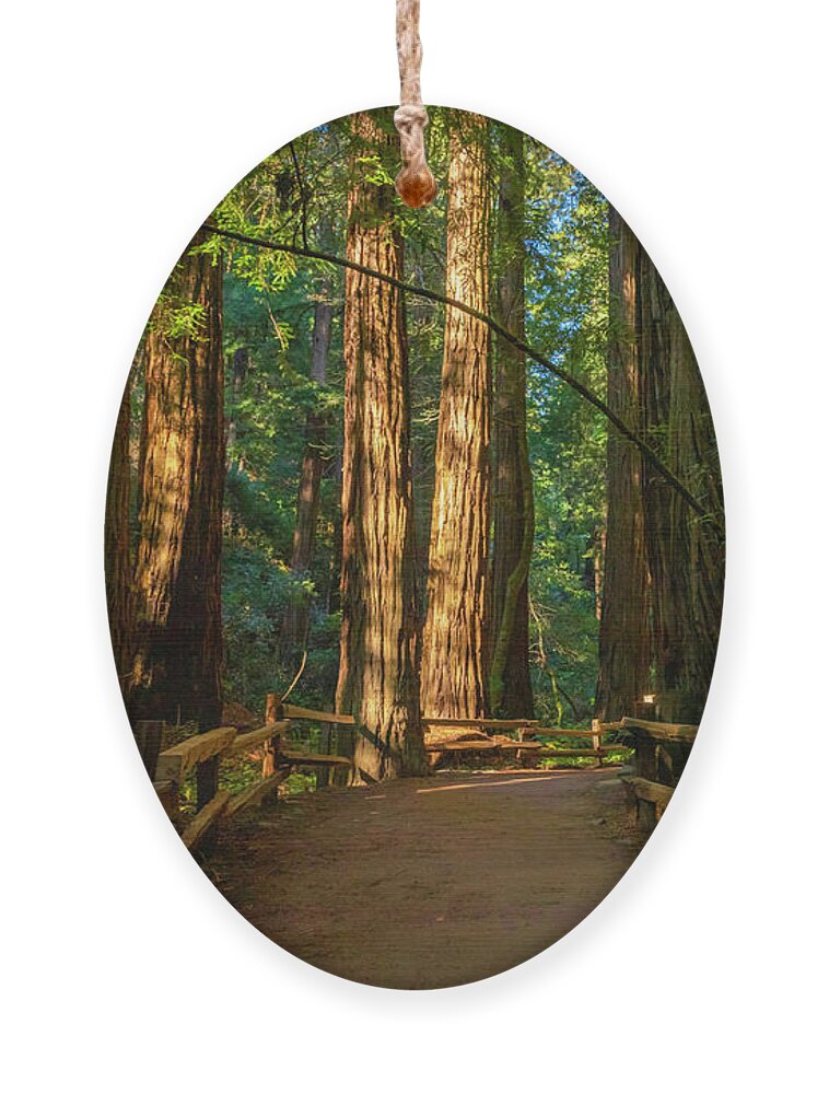 Path Ornament featuring the photograph Peaceful Morning Walk Muir Woods by Bonnie Follett