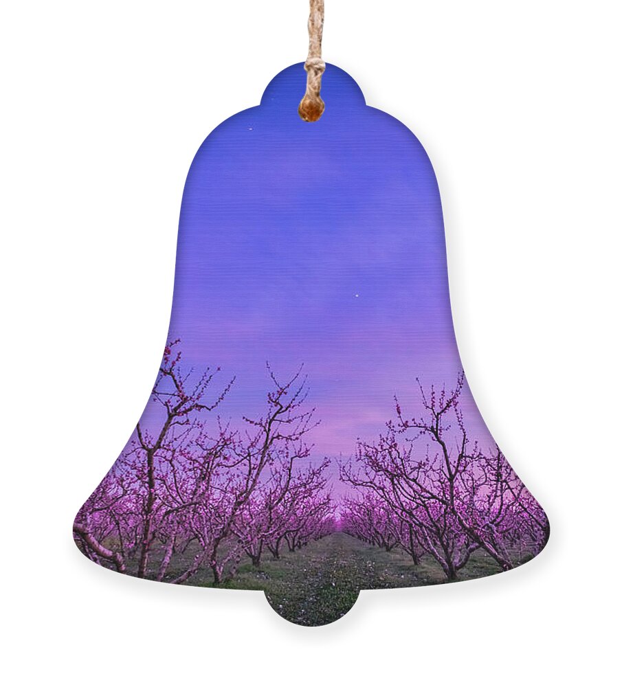 Peach Tree Ornament featuring the photograph Peach Trees in Blossom at Blue Hour by Alexios Ntounas