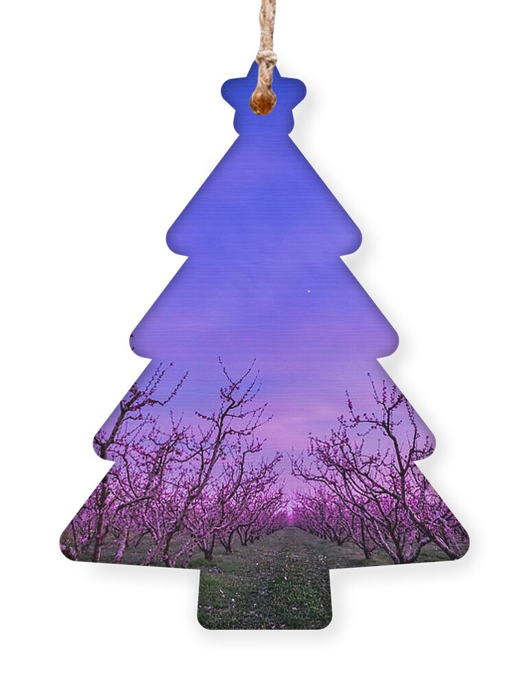 Peach Tree Ornament featuring the photograph Peach Trees in Blossom at Blue Hour by Alexios Ntounas