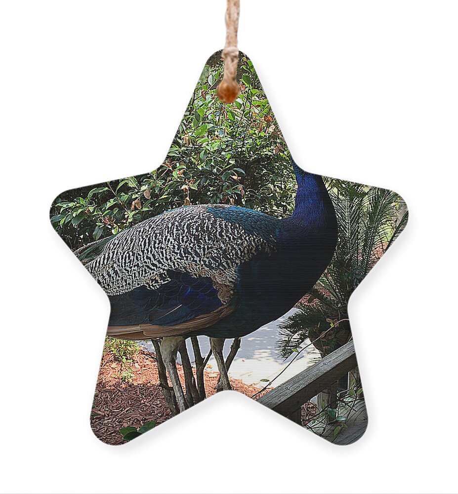 Nc Ornament featuring the photograph Peacock Hostess by Lee Darnell