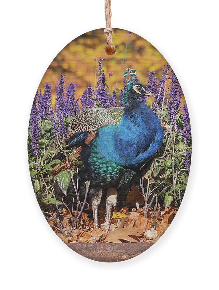 Peacock Ornament featuring the photograph Peacock In Autumn Flowers And Leaves by Artur Bogacki