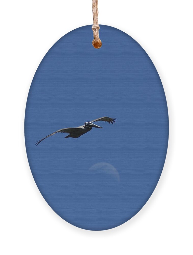 Pelican Ornament featuring the photograph Pelican Moon by Heather E Harman