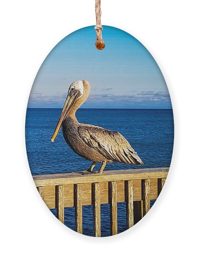 No Sitting Ornament featuring the photograph Pelican, No Sitting or Standing on Rails by Beachtown Views