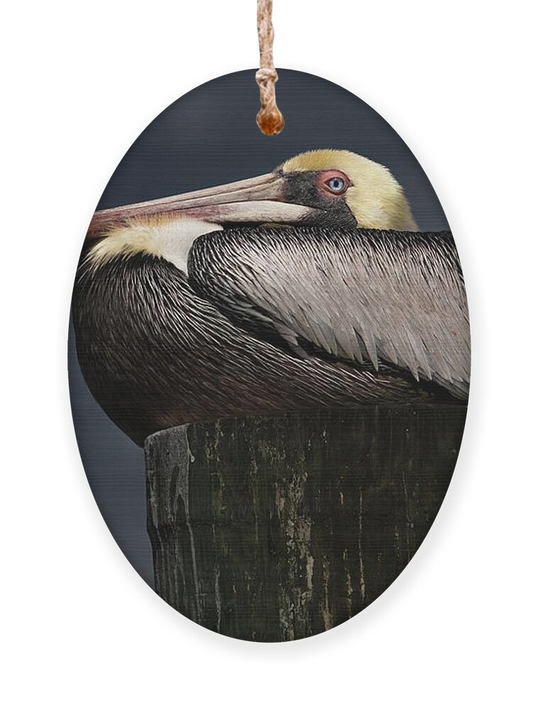 Birds Ornament featuring the photograph Pelican on a Pole by Larry Marshall