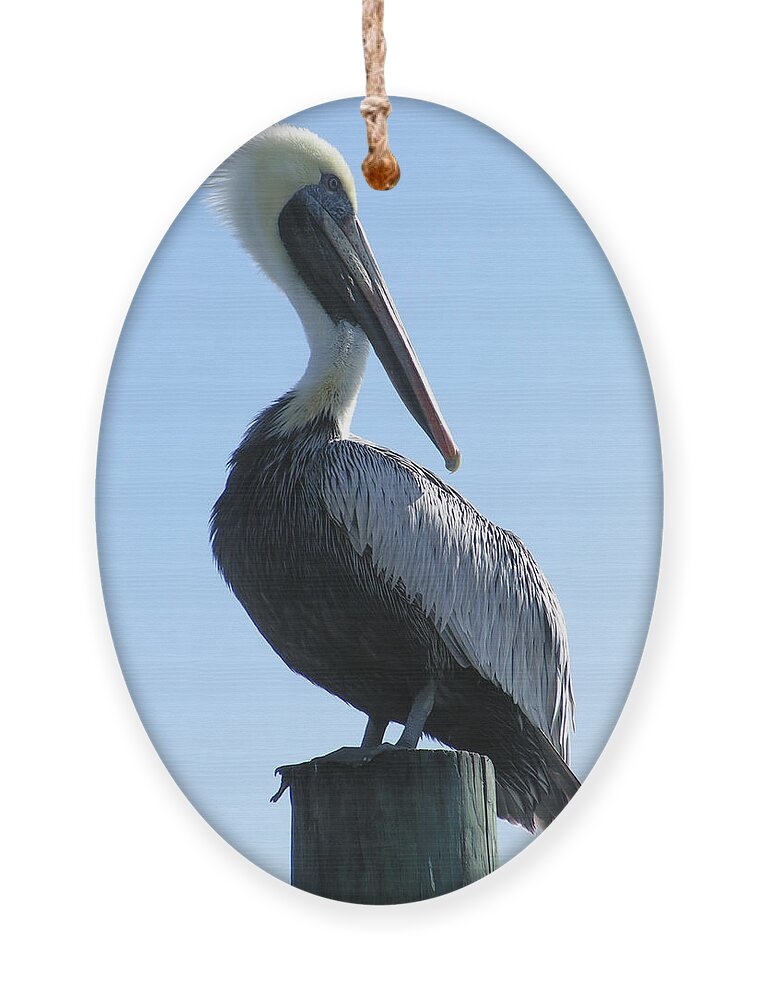 Ornament featuring the photograph Pelican Roost by Heather E Harman