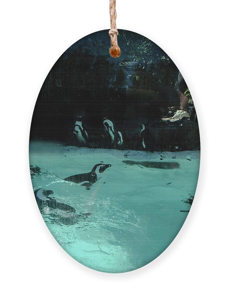Penguin Ornament featuring the photograph Penguin Play by Judy Hall-Folde