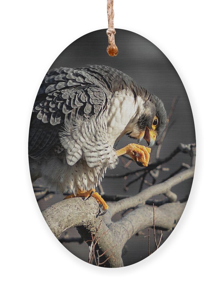 Falcon Ornament featuring the photograph Peregrine Falcon on a Favorite Perch by Alyssa Tumale
