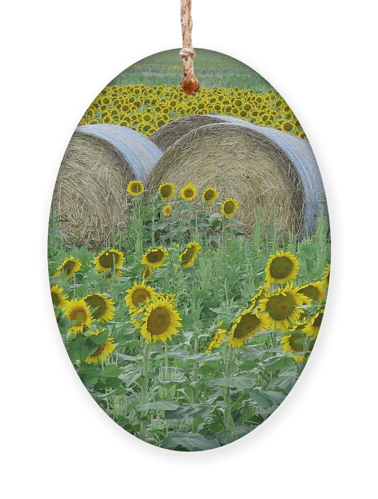Peterson Farm Brothers Ornament featuring the photograph Peterson Farm Brothers Sunflower Trails by Keith Stokes