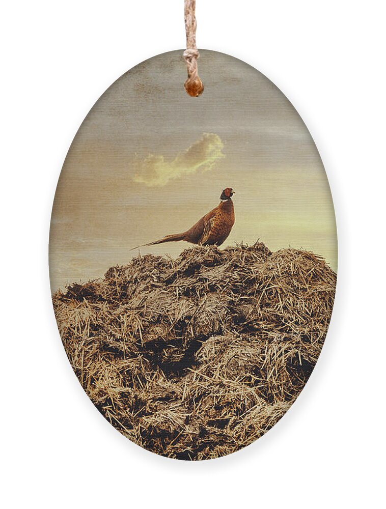Photography Ornament featuring the photograph Pheasant at sunset by Yasmina Baggili
