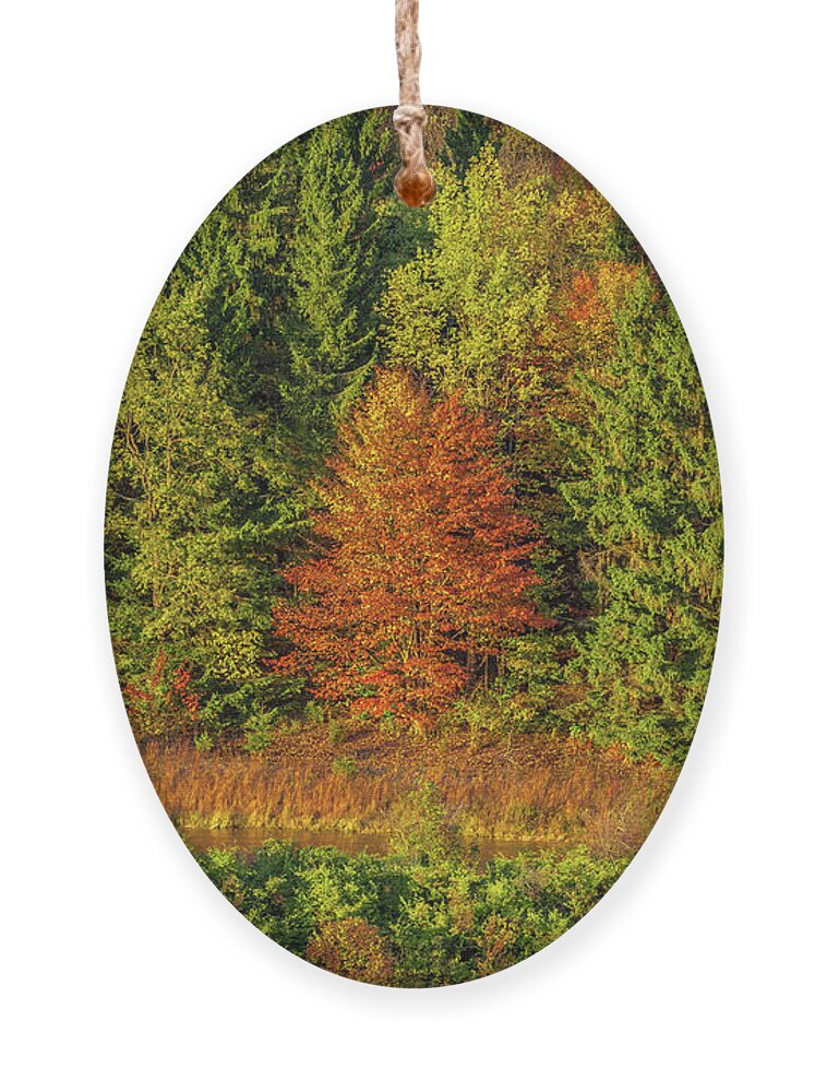 Autumn Ornament featuring the photograph Philip's Autumn Trees by Don Nieman