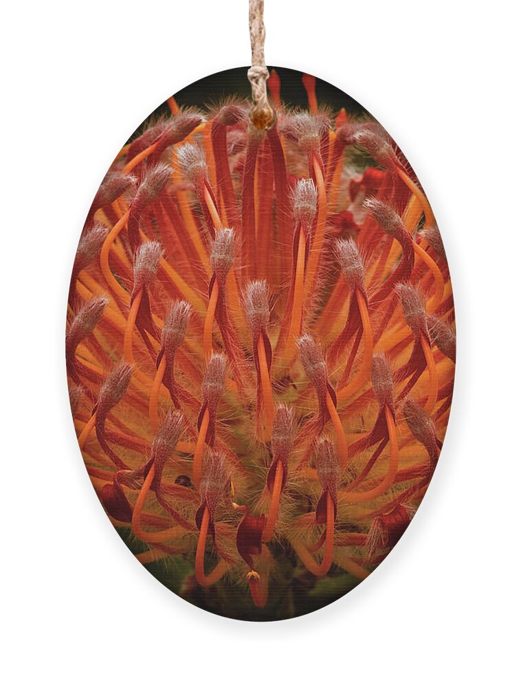 Pincushion Protea Ornament featuring the photograph Pincushion Protea - Leucospermum Cordifolium by Elaine Teague
